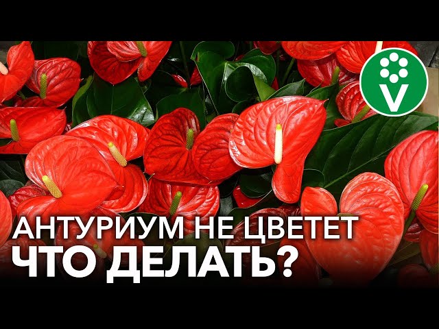 АНТУРИУМ БУДЕТ ЦВЕСТИ КАК СУМАСШЕДШИЙ! Правильная пересадка и уход за антуриумом