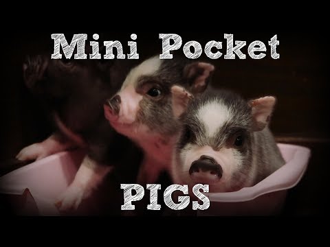 download lagu mp3 mp4 Juliana Teacup Pig, download lagu Juliana Teacup Pig gratis, unduh video klip Juliana Teacup Pig