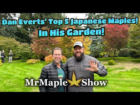 Top 5 Japanese Maples in Dan Everts’ Garden! See the Trees on Location in this Incredible Garden!