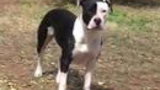 The Bruisers-- Intimidation