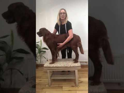 How to measure dog