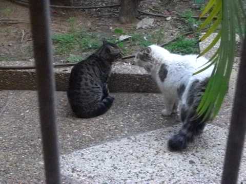 Tom cats fighting in mating season