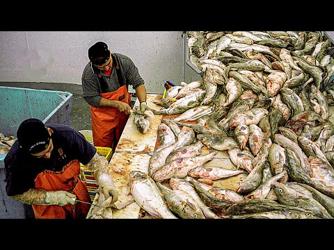 Salted Codfish Making Process | Amazing Cod Fishing | How Salted Codfish Is Made
