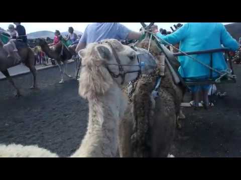 Volcano park Lanzarote Camel ride