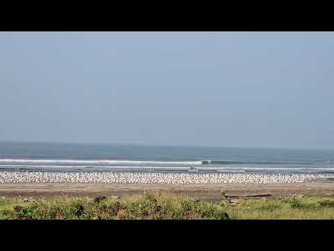 Birds near Anjarle beach - Tadachakond
