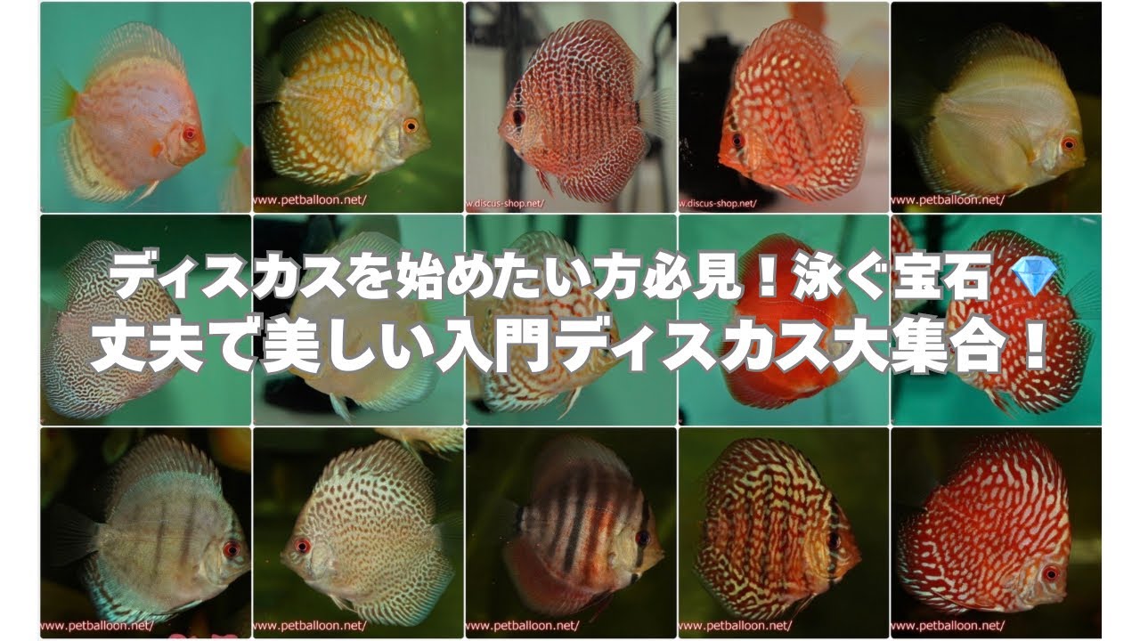 動画サムネイル