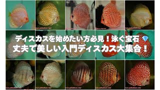【熱帯魚】泳ぐ宝石！初心者でも安心・丈夫な定番「入門ディスカス」を一挙ご紹介！【ペットバルーン】