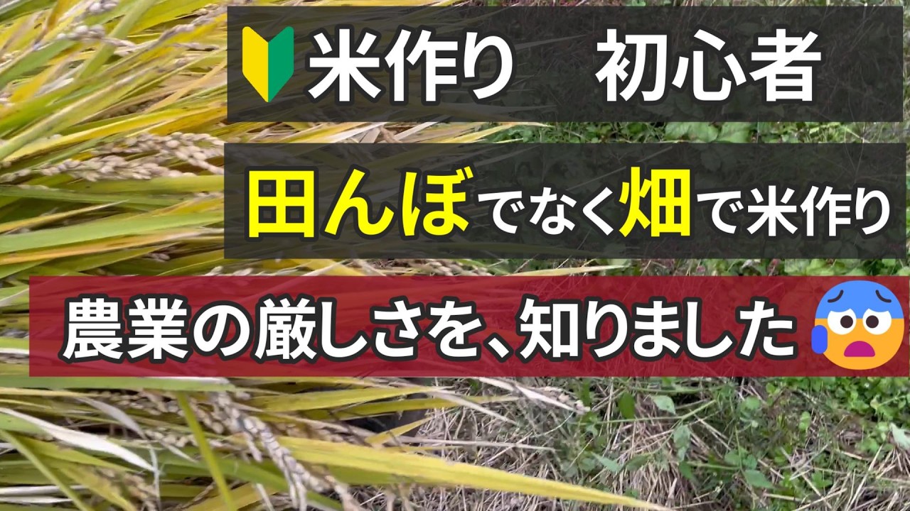 【陸稲栽培-後編】陸稲栽培の結末。米高騰の今、自分で作ってみた