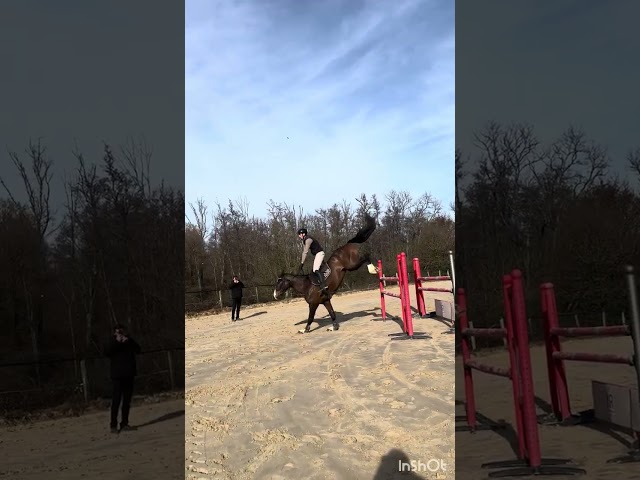 Hongre de 6 ans top qualit&eacute; 