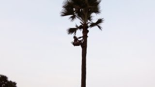 Palm wine tapping in Prattipad, Andhra Pradesh