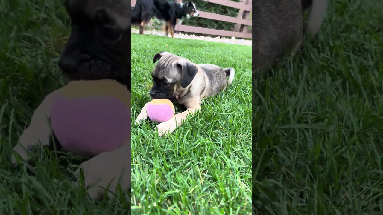 Enlarge Sable, a Adoptable mixed breed in Fort Collins, CO video 6/6