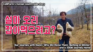 오리를 키우면서 우리 부부에게 생기는 일 !  물놀이 마치고  200M 집으로 찾아가는 여정  첼리팜 시골이…