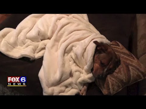 Contact 6 warns about dog bone