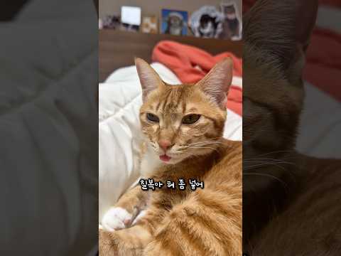 메롱하는 고양이