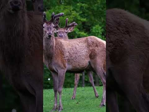 SURAH AL-KAWTHAR #egzonibrahimi #nature #surahalkawthar #quran #islamicstatus