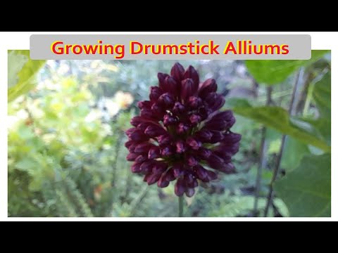 , title : 'Growing Drumstick Alliums'