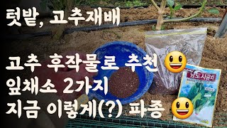 텃밭, 고추 후작물로 추천하는 잎채소 2가지는? / 고추는 짱짱하고 파종은 해야하고 