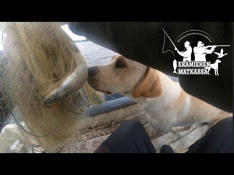 Mieletön saalis! | Muikkuvarkaita | @eramiehenmatkassa #kalastus #fishing #kalastaa