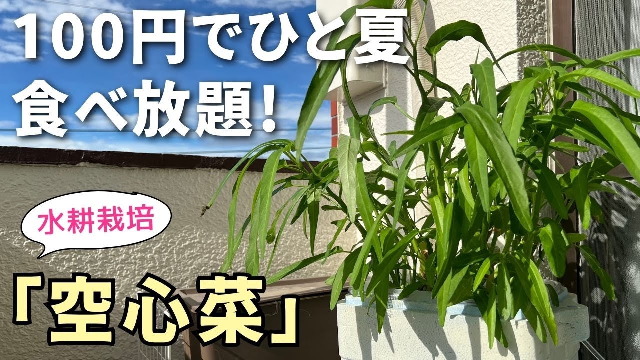【再生栽培】100円の空心菜が秋まで増え続ける♪