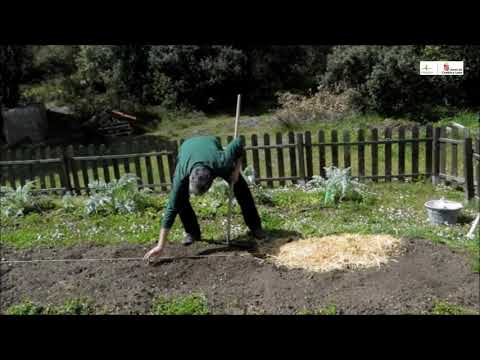 Huerto ecológico - 7ª entrega - La plantación