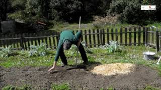 Huerto ecológico - 7ª entrega - La plantación