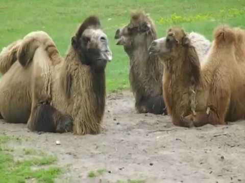 SLOMOCAST #008 - Mr. Leman & Thomas Dieckmann