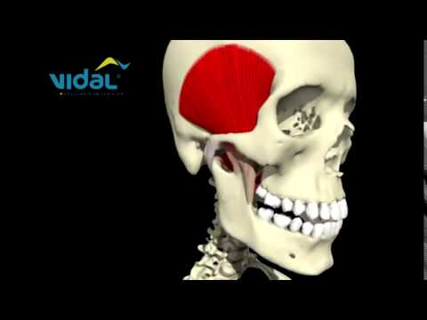 Movimento Lateral da Mandíbula - vista lateral - Vidal