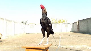 Gigantic Black Rooster  Big Size Aseel Murga