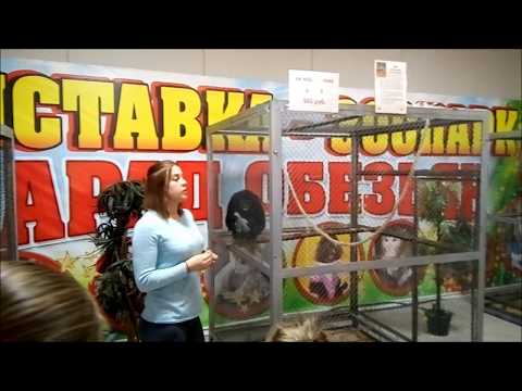 экскурсия для детей в зоопарке ТЦ Мармелад, г Великий Новгород, выставка обезьян