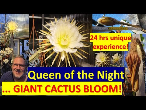Fantastic QUEEN OF THE NIGHT cactus bloom! Selenicereus grandiflorus #cactus #flowers #cactusflower