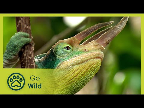 Chameleon Pi Secrets Of The Kindness