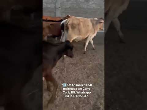 *➡️ 52 Animais: 1.650 reais cada em Cerro Corá/ RN. Whatsapp 84 99810 2784*#gado