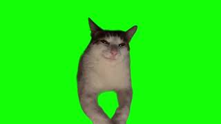 Plotting cat green screen