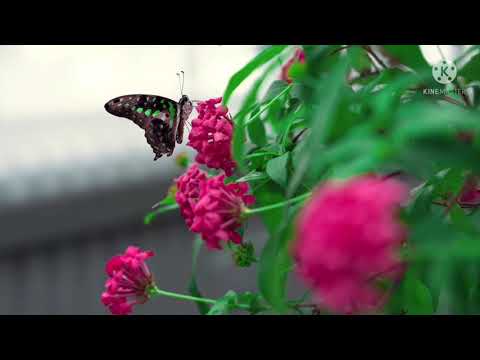 nature 💓 Flowers 💙Relaxing music💜 Nature relaxing music# beautiful flowers and nature with butterfly