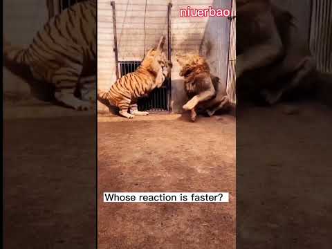 Wild Animals Leão brigando com Tigre