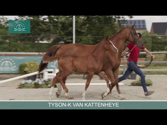 TYSON K VAN KATTENHEYE