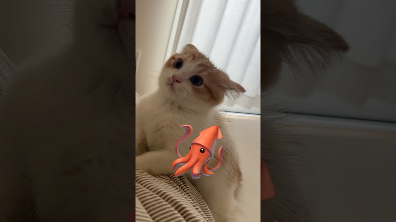 イライラ😾#cat #cats #猫のいる暮らし #猫 #ミヌエット