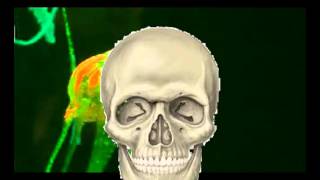 spineless - the whippet beans song about bones and jellyfish for your ears