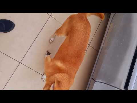Vídeo de André