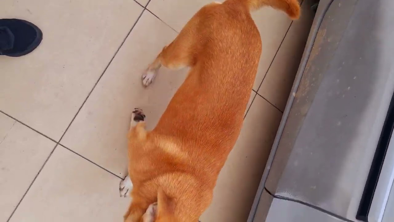 Cachorro raça SRD-ViraLata idade 2 a 6 meses nome André