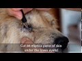 A Chow Chow Had Fits