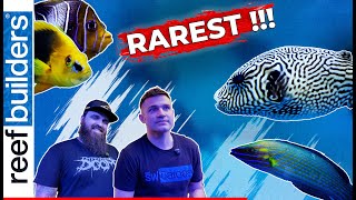 Rarest Fish Shipment at Vibrant Corals and Fish
