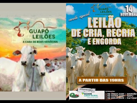 LEILÃO DE GADO EM GUAPÓ - GOIÁS  14/11/2025