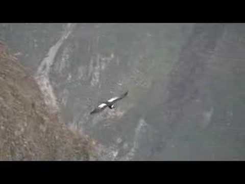 The Andean Condor