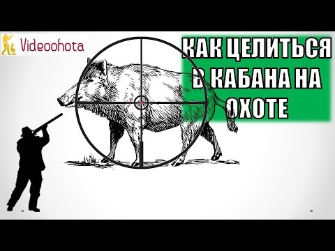 Как ПРАВИЛЬНО целиться в кабана на охоте? Videoohota