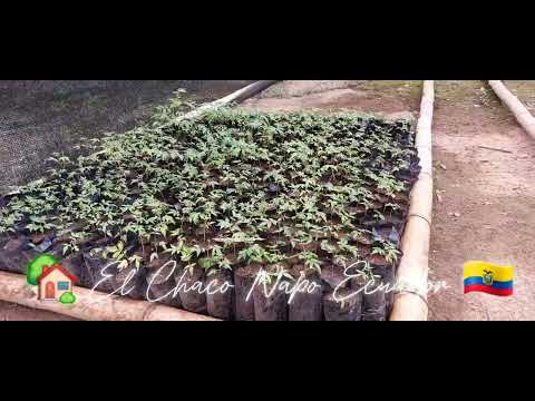 Propagación de Cedro El Chaco Napo Ecuador 18 Oct 2025 Diego Piñán 