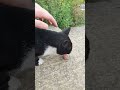 Tuxedo Cat Eating