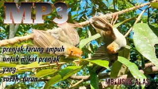 Download lagu Patut Di Coba Suara Pikat Prenjak Kejepit Terbaru 2021(suara pikat prenjak kepala merah tarung) mp3