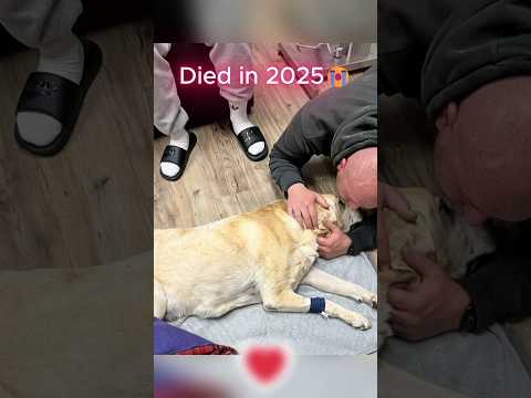 Legendary Cat & Dog Memes (Then vs Now)💔