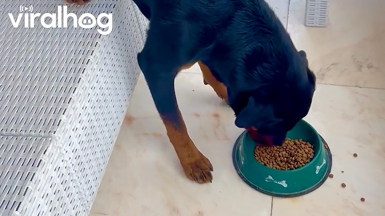 Odin the Rottweiler || ViralHog